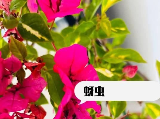 花卉如何防治蚜虫？