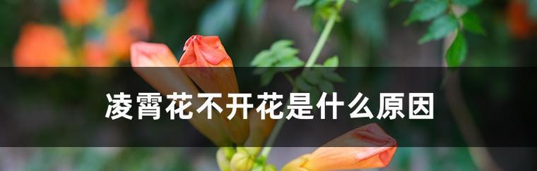 凌霄花不开花的原因是什么？如何解决凌霄花不开花的问题？