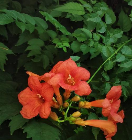 凌霄花不开花的原因是什么？如何解决凌霄花不开花的问题？