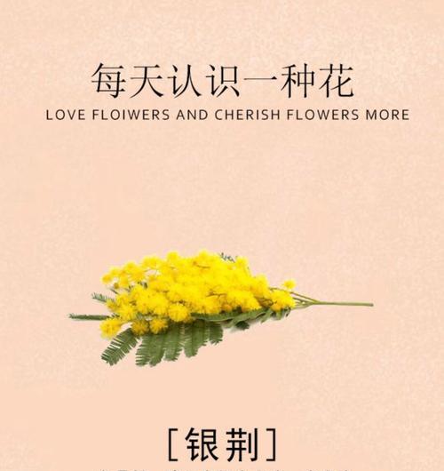 送朋友什么花最合适？不同花种代表的寓意是什么？