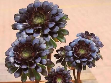 黑法师多肉植物的象征意义是什么？黑法师养护需要注意什么？