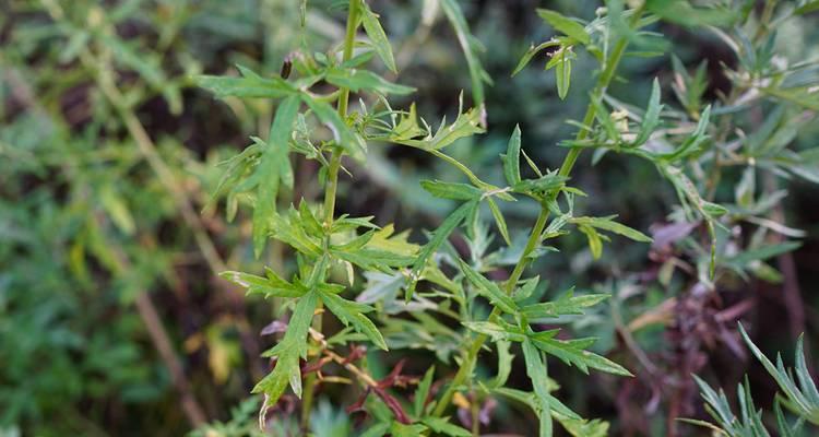 四川有哪些特有的植物？它们的生长环境如何？