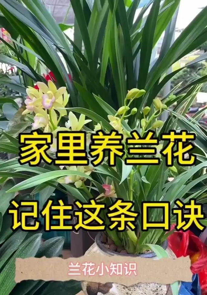 兰花所有品种有哪些？如何鉴别兰花品种？