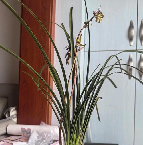 兰花所有品种有哪些？如何鉴别兰花品种？