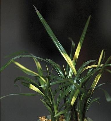 兰花所有品种有哪些？如何鉴别兰花品种？