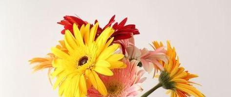 扶郎花的花语代表什么？