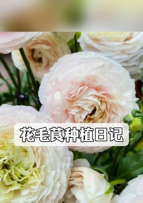 花毛茛种子种植方法是什么？