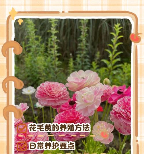 花毛茛种子种植方法是什么？