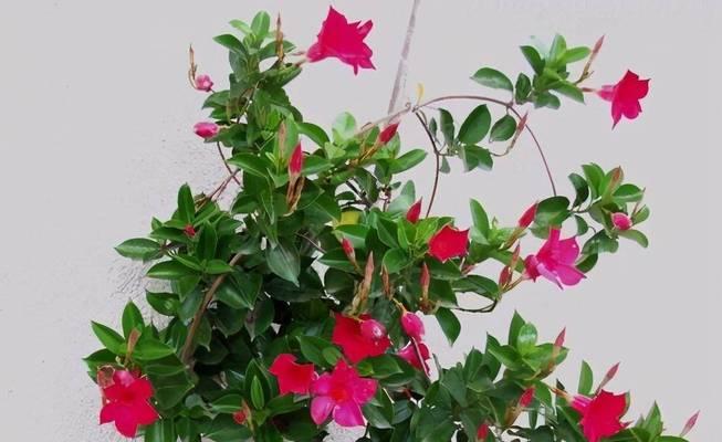 夏季养花需要注意什么？