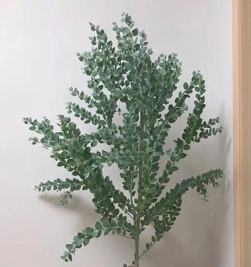 夏季养花需要注意什么？