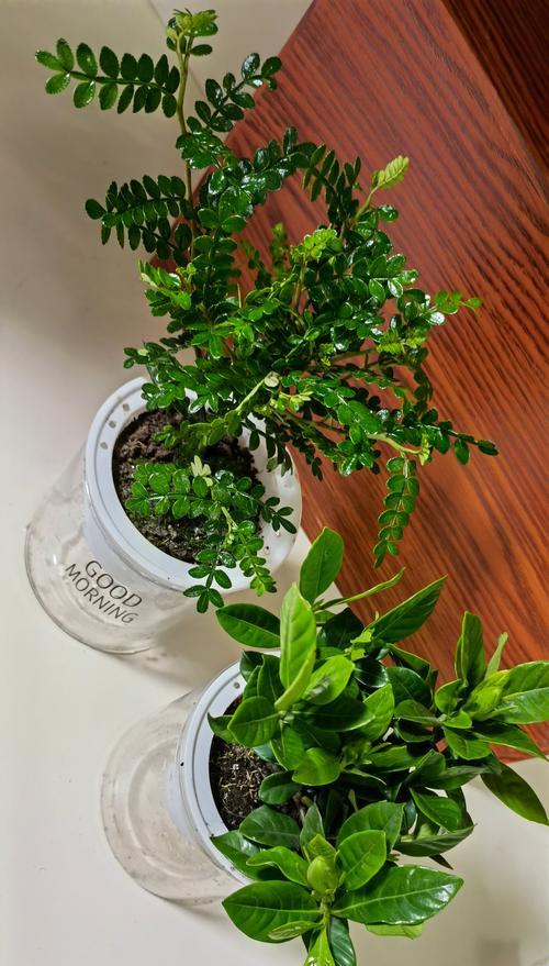 桅子花的栽种方法是什么？如何确保其健康生长？