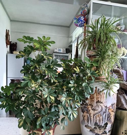 盆栽藤状花卉有哪些？藤状植物的盆栽养护技巧是什么？