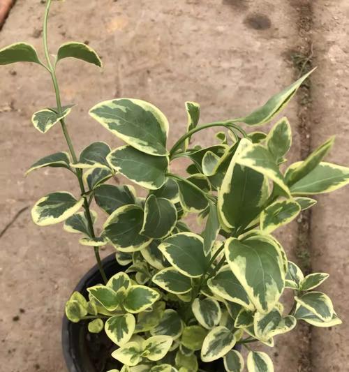 盆栽藤状花卉有哪些？藤状植物的盆栽养护技巧是什么？