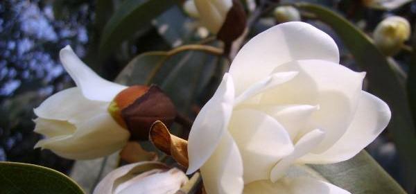 含笑花品种众多，如何挑选适合的含笑花品种？