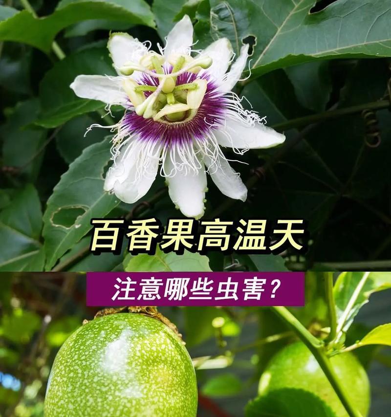 百香果水培的方法有哪些？水培百香果的注意事项？