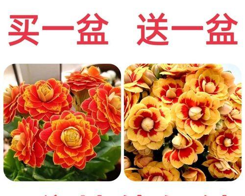 长寿花什么时候种植？长寿花的种植季节和注意事项？