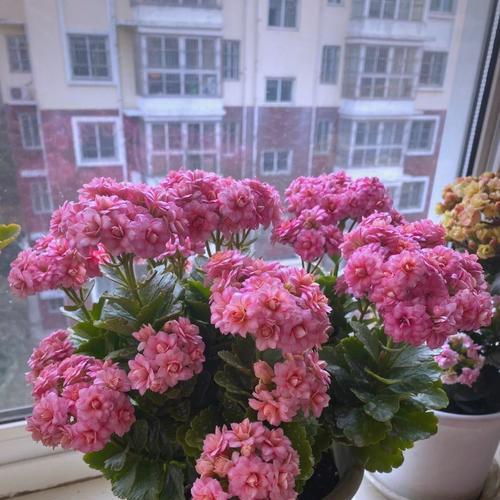 长寿花什么时候种植？长寿花的种植季节和注意事项？