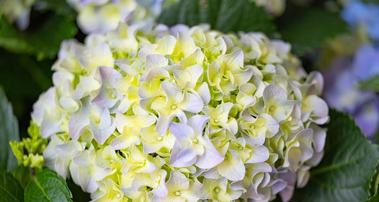 绣球花有哪些品种？如何区分不同绣球花品种？