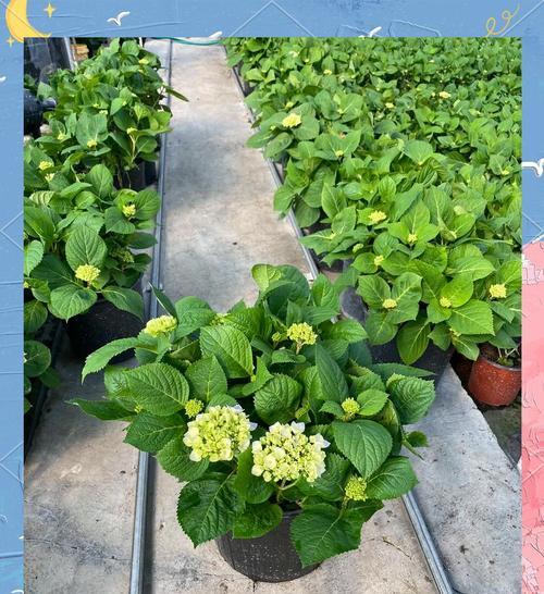 绣球花有哪些品种？如何区分不同绣球花品种？