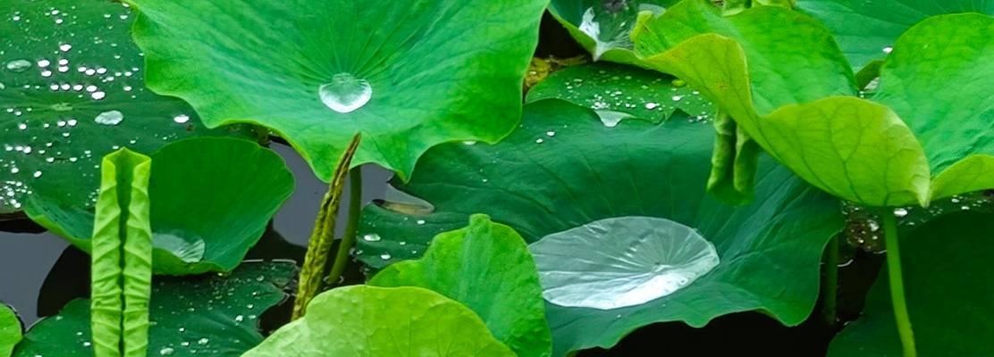 夏季植物养护的要点是什么？如何防暑降温？