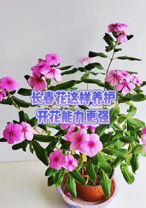 长春花对土壤有何要求？哪种土壤最适合长春花？