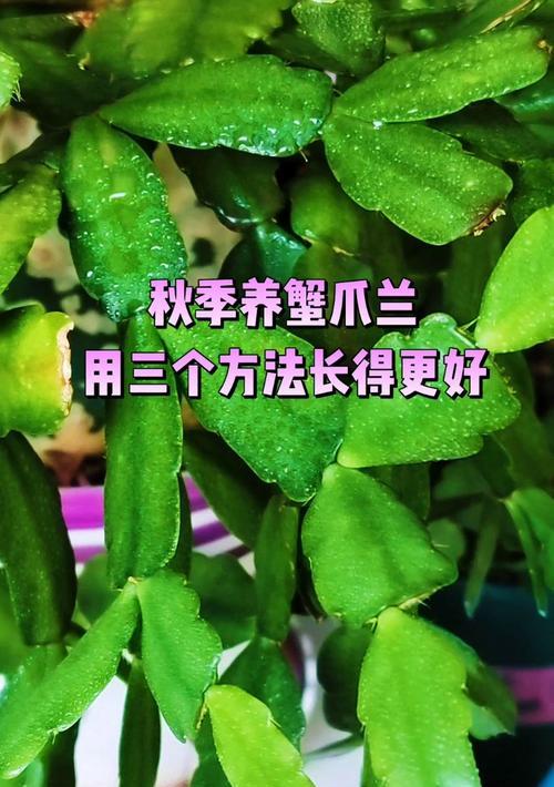 蟹爪兰管理的正确方法是什么？