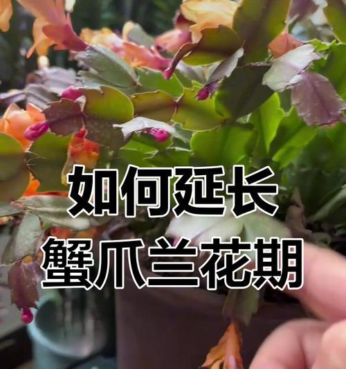 蟹爪兰管理的正确方法是什么？