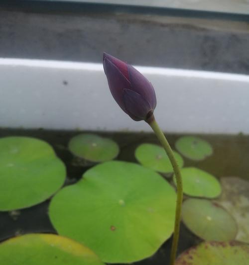 荷花种植的步骤和注意事项是什么？