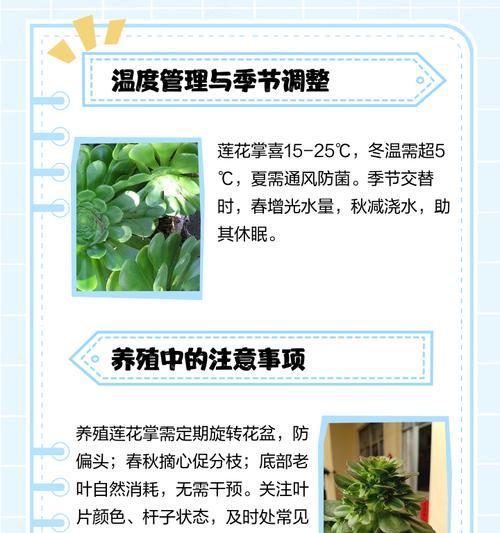 荷花种植的步骤和注意事项是什么？