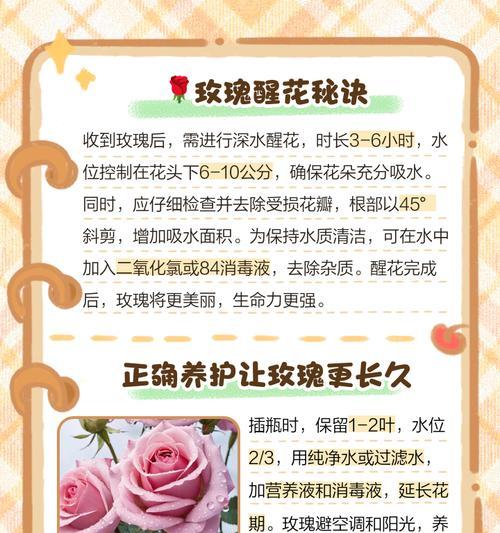 玫瑰花什么时候开放最佳？如何照料才能延长花期？