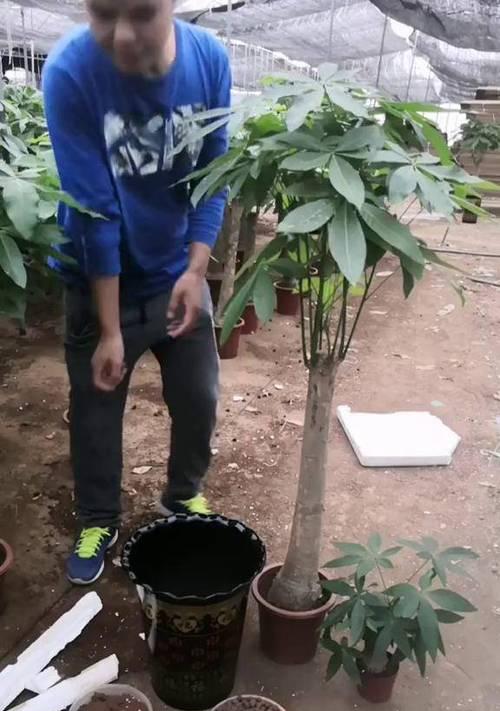 发财树浇水技巧是什么？