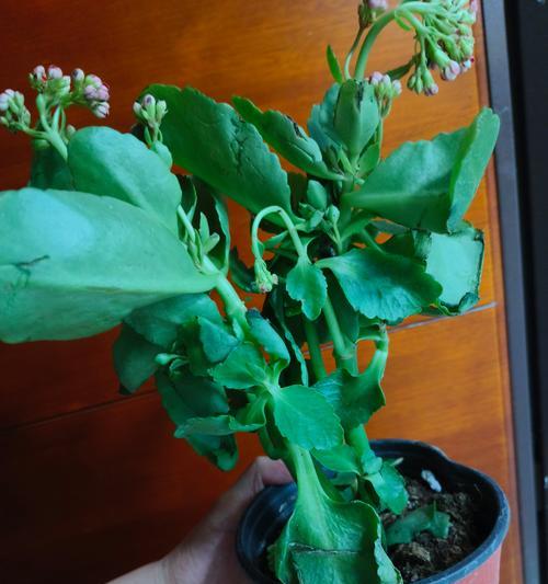 长寿花家庭养殖方法是什么？如何养好长寿花？