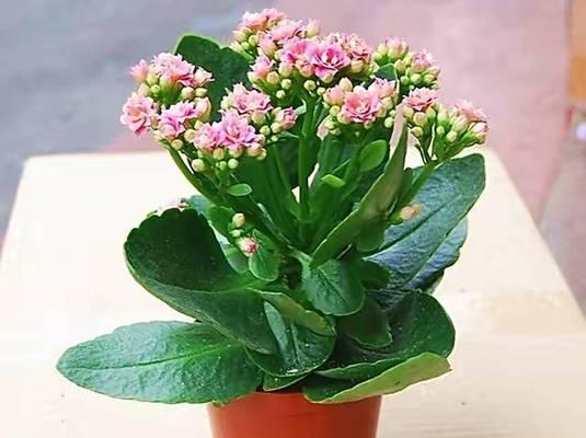 长寿花家庭养殖方法是什么？如何养好长寿花？