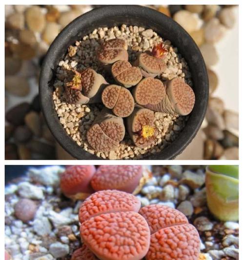 石生花的养殖方法和常见问题解答？