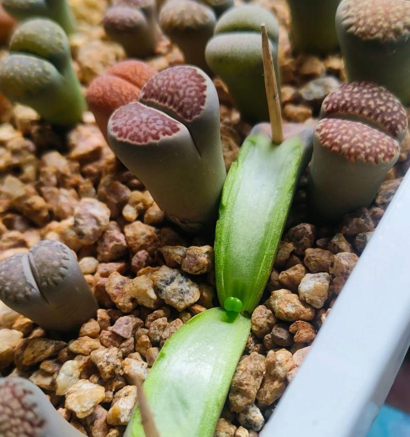 石生花的养殖方法和常见问题解答？