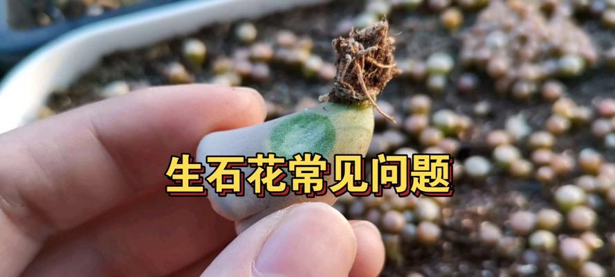 石生花的养殖方法和常见问题解答？
