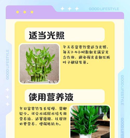 宝塔富贵竹怎么养？富贵竹的养殖技巧有哪些？