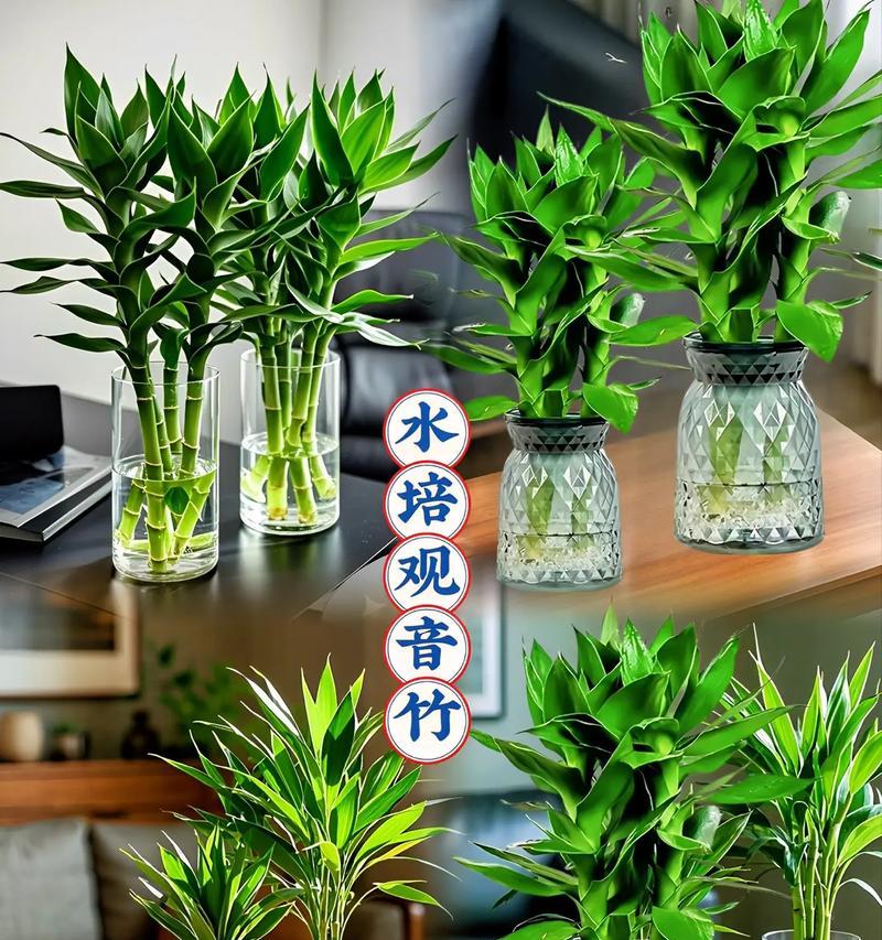 宝塔富贵竹怎么养？富贵竹的养殖技巧有哪些？