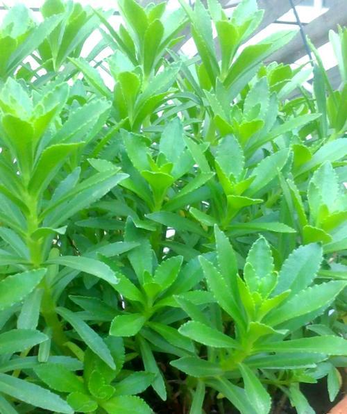 田七花的养护方法是什么？