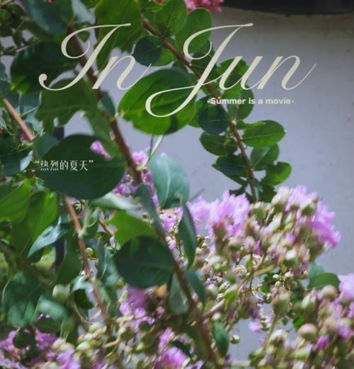 紫薇的开花季节和花期持续时间是多久？