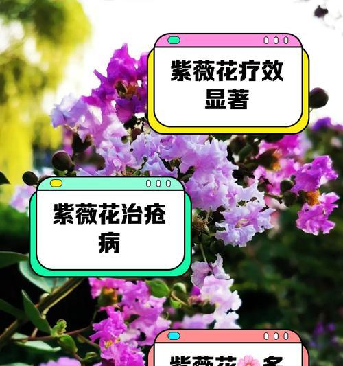 紫薇的开花季节和花期持续时间是多久？