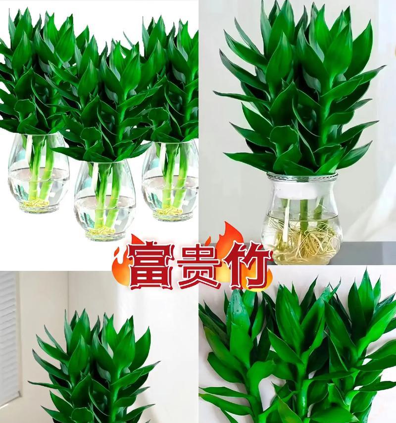 观音竹代表什么？它在风水学中有什么寓意？