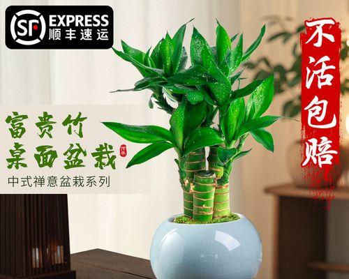 观音竹代表什么？它在风水学中有什么寓意？