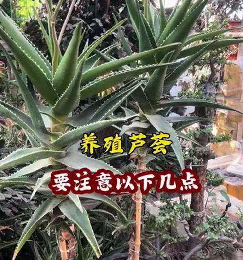 芦荟养殖需要注意哪些问题？