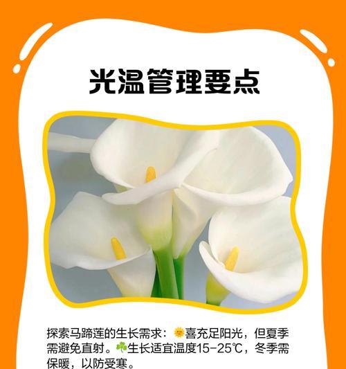 马蹄莲的养殖方法和如何保持新鲜？