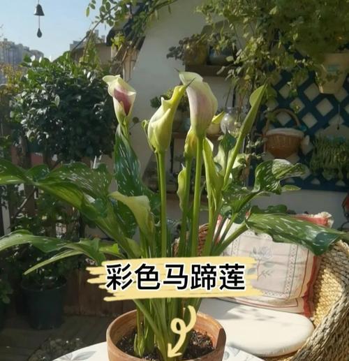 马蹄莲的养殖方法和如何保持新鲜？