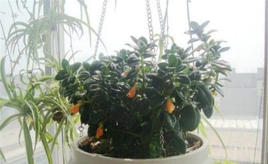 金鱼花换盆技巧是什么？如何操作才能成功？