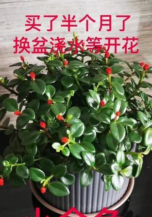金鱼花换盆技巧是什么？如何操作才能成功？