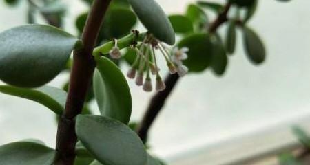 金鱼花换盆技巧是什么？如何操作才能成功？