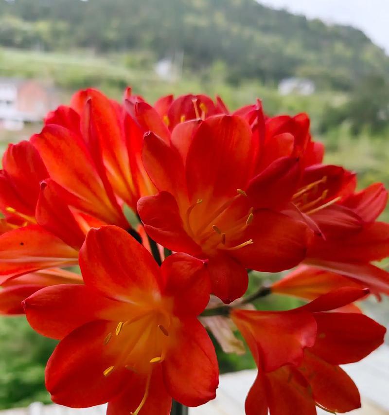 君子兰的花语是什么？它象征着哪些美好寓意？